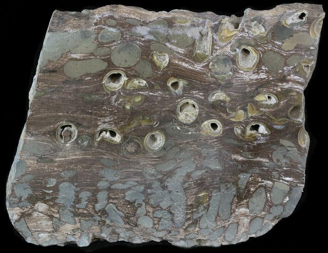 Slab Fossil Teredo (Shipworm Bored) Wood - England #40360